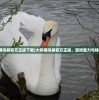 (大鹅模拟器官方正版下载)大鹅模拟器官方正版，游戏魅力与体验解析