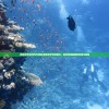 (我的拿手好戏作文捞鱼)我的拿手好戏潜水：探寻深海秘境的刺激与挑战