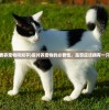 (有必要养宠物吗知乎)探讨养宠物的必要性，是否应该拥有一只宠物？