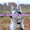 (遇见你的猫2.0.4)遇见你的猫内置菜单：探寻与宠物相遇的奇妙世界