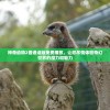 神奇动物2普通话版免费播放，让您尽情体验奇幻世界的魔力和魅力