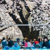 (落樱小屋2官方正版)落樱小屋2最新版本更新内容大揭秘，全新玩法等你来体验