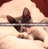 (可以亲猫咪的嘴吗)关于是否可以亲猫的嘴巴的问题探讨