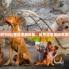 (猫灵相册好玩吗)猫灵相册停服，是否还能继续享受游戏乐趣？