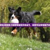 (高智商 宠物)高智商大咖宠物医院无限金币，探索专业宠物医疗的无限可能