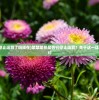 (紫禁繁花停止运营了吗现在)紫禁繁花是否已停止运营？关于这一话题的深入探讨