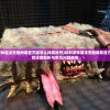 (哈利波特魔法觉醒网易官方版怎么找回账号)哈利波特魔法觉醒网易官方版，游戏深度解析与常见问题解答