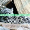(捕猎野生动物的危害)狩猎的乐趣：体验大自然中野生动物的追逐与捕捉
