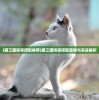 (猫三国阵容搭配推荐)猫三国阵容搭配策略与实战解析