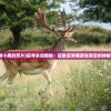 (变异小鹿的照片)探寻未知奥秘：探索变异鹿游戏背后的神秘力量