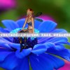 (梦幻少女游戏无需实名认证)梦幻少女游戏，无需实名，畅游虚拟世界的新纪元