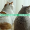 (猫和老鼠动画片免费观看)猫和老鼠，一场跨越时空的友谊与挑战