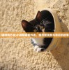 (猫咪偷外卖)小猫猫猫偷外卖，城市新现象与背后的故事