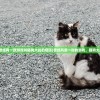 (曾经有一款游戏叫猫狗大战的塔防)曾经风靡一时的游戏，猫狗大战