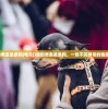 (我的男友是条狗[电竞])我的男友是条狗，一场不同寻常的情感之旅