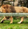 (猎人手游无尽岛攻略)探寻无尽猎人王H5世界，挑战巅峰成为传说中的猎人吧！