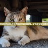 (萌宠呈祥攻略)寻找萌宠呈祥正版官网，让可爱和祥和陪伴你
