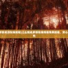 (江山如此多娇高清在线观看)江山如此多娇在线观看免费观看，赏心悦目无限风光