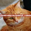 (小峰小志的猫咪小院视频)小峰小志的猫咪小院，人与猫的温馨乐园