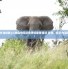 (巨龙猎手龙魂时刻怎么获得)巨龙猎手龙魂时刻，游戏内外的英雄传奇