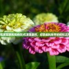 (全职高手堕落的荣耀5.2最新版本更新内容)全职高手堕落的荣耀5.2，荣耀之路的挑战与机遇
