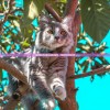 (猫咪异闻无限星星)猫咪异闻录，无限星币的神秘世界