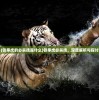 (铁拳虎的必杀技是什么)铁拳虎必杀技，深度解析与探讨