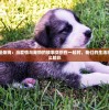 (墨剑江湖采花大盗任务攻略大全)墨剑江湖采花大盗任务攻略详解及常见问题解答