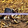 (猫咪和汤国际版怎么下)猫咪和汤国际版，游戏解析与常见问题解答