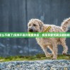 (浣熊怎么不播了)浣熊不高兴免登录版：快来享受无需注册的精彩体验