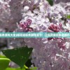 (樱花迷你秀游戏大全)樱花迷你秀游戏盒子：让你沉浸在樱花盛开的乐趣中