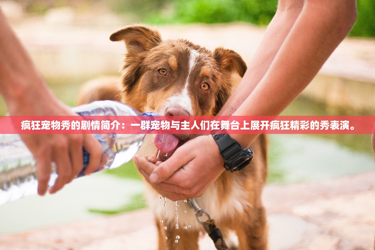 (炉石传说卡牌大全介绍)探秘炉石传说卡牌大全：所有卡牌一览图详解