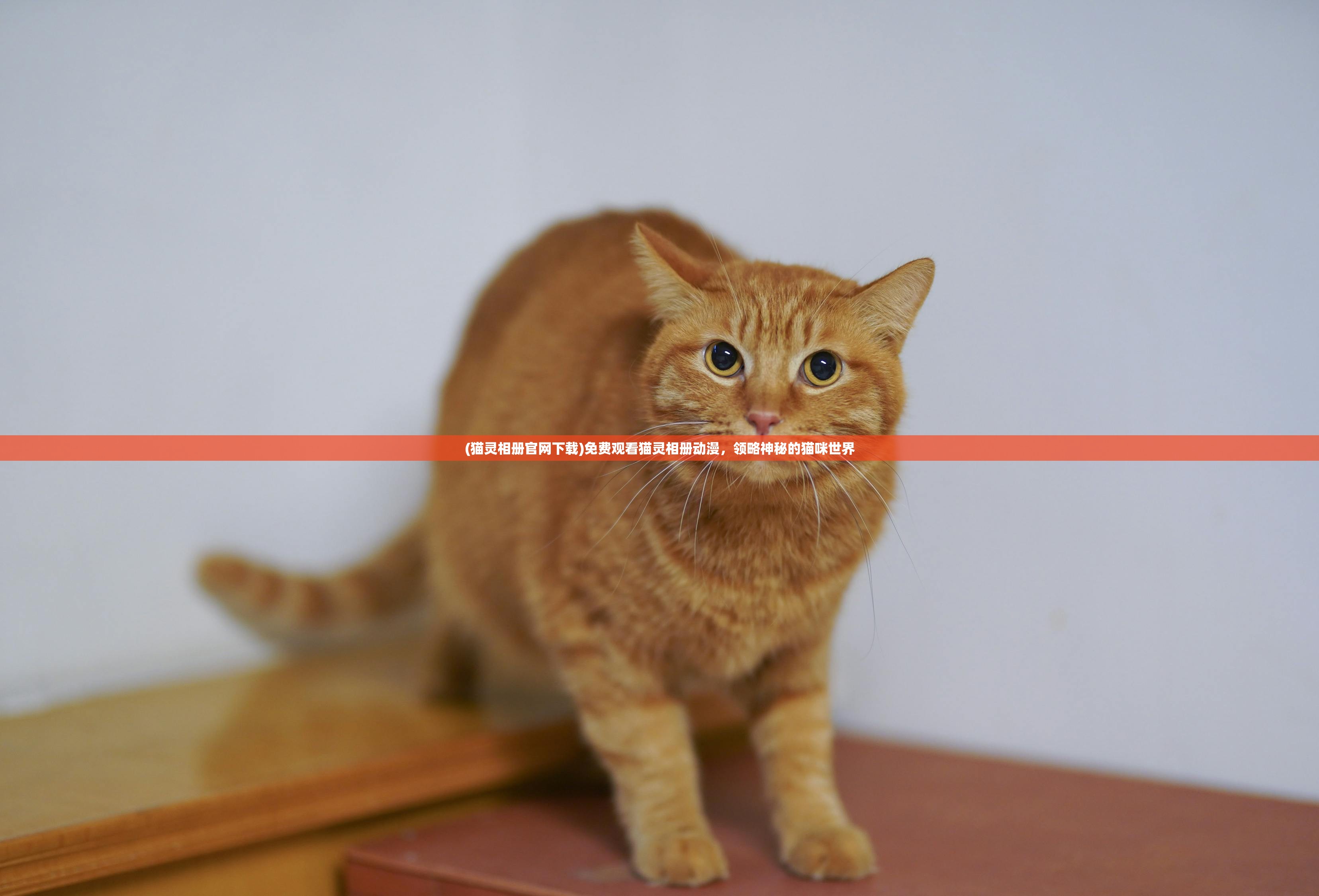 (猫灵相册官网下载)免费观看猫灵相册动漫，领略神秘的猫咪世界
