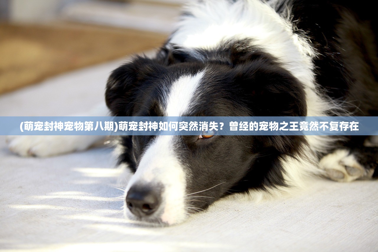(萌宠封神宠物第八期)萌宠封神如何突然消失？曾经的宠物之王竟然不复存在