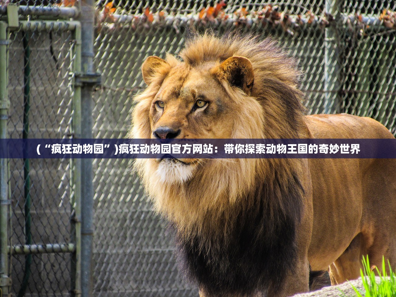 (“疯狂动物园”)疯狂动物园官方网站：带你探索动物王国的奇妙世界