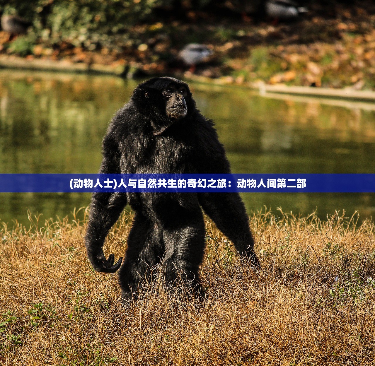 (动物人士)人与自然共生的奇幻之旅：动物人间第二部