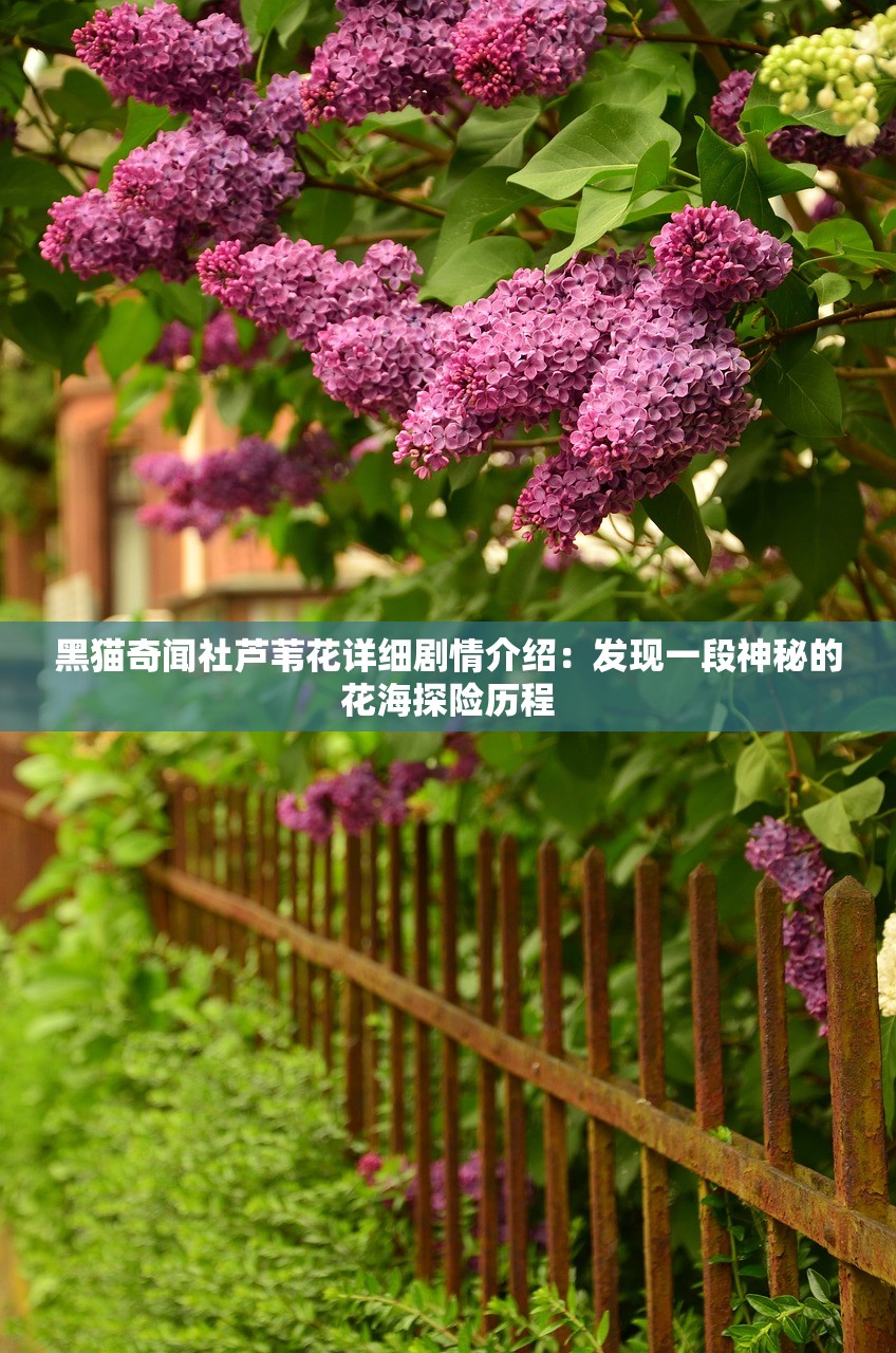 黑猫奇闻社芦苇花详细剧情介绍：发现一段神秘的花海探险历程