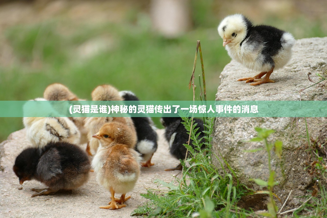 (灵猫是谁)神秘的灵猫传出了一场惊人事件的消息