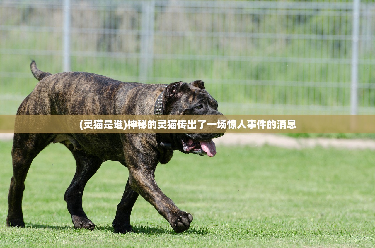 (灵猫是谁)神秘的灵猫传出了一场惊人事件的消息