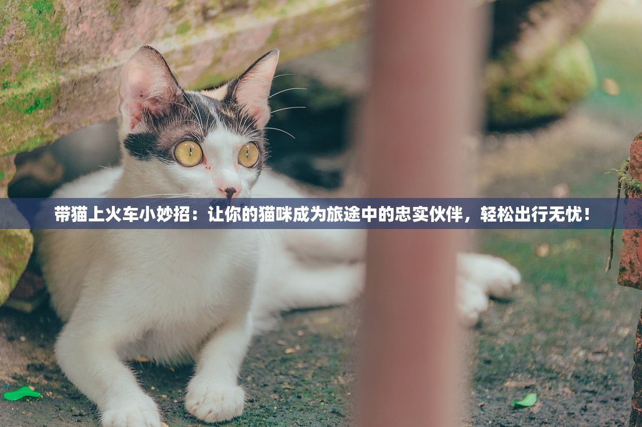 带猫上火车小妙招：让你的猫咪成为旅途中的忠实伙伴，轻松出行无忧！