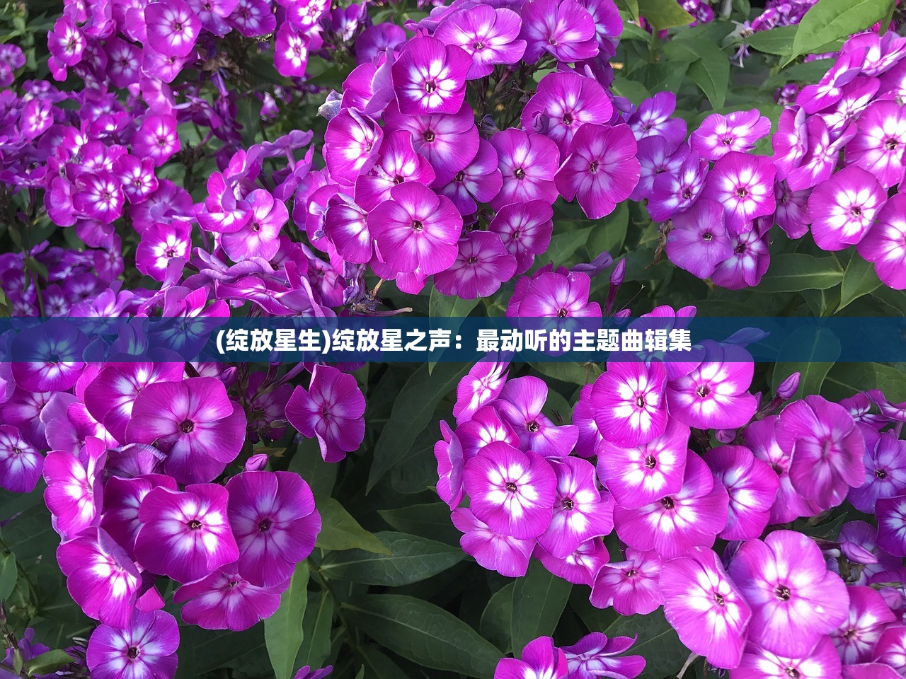 (绽放星生)绽放星之声：最动听的主题曲辑集