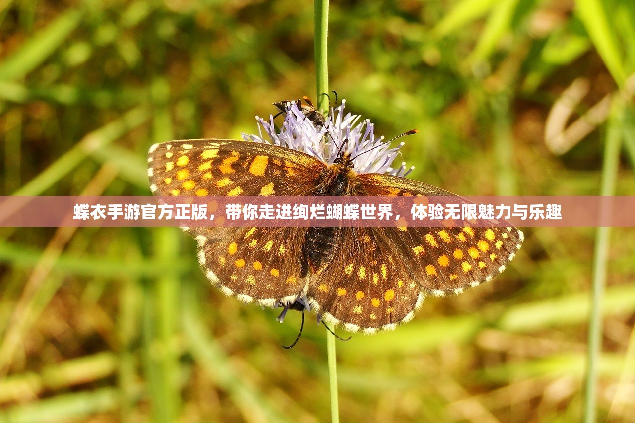 蝶衣手游官方正版，带你走进绚烂蝴蝶世界，体验无限魅力与乐趣