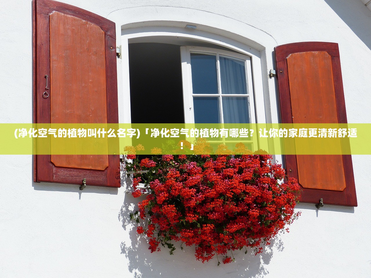 (净化空气的植物叫什么名字)「净化空气的植物有哪些？让你的家庭更清新舒适！」