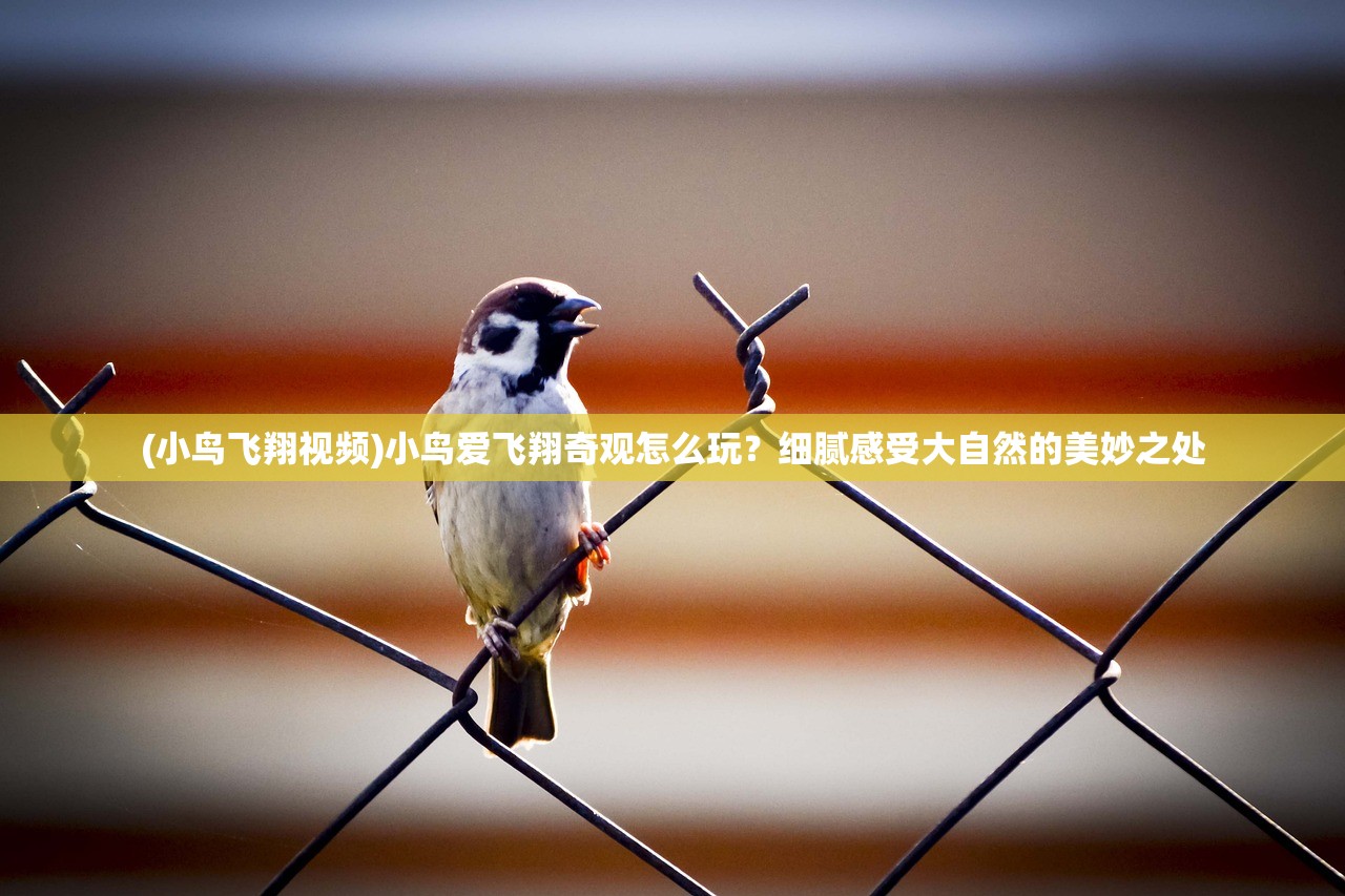 (小鸟飞翔视频)小鸟爱飞翔奇观怎么玩？细腻感受大自然的美妙之处