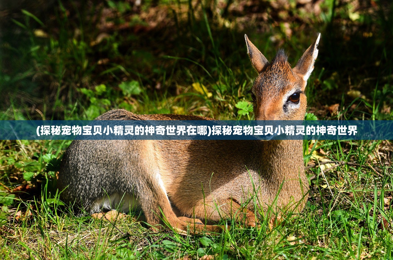 (探秘宠物宝贝小精灵的神奇世界在哪)探秘宠物宝贝小精灵的神奇世界