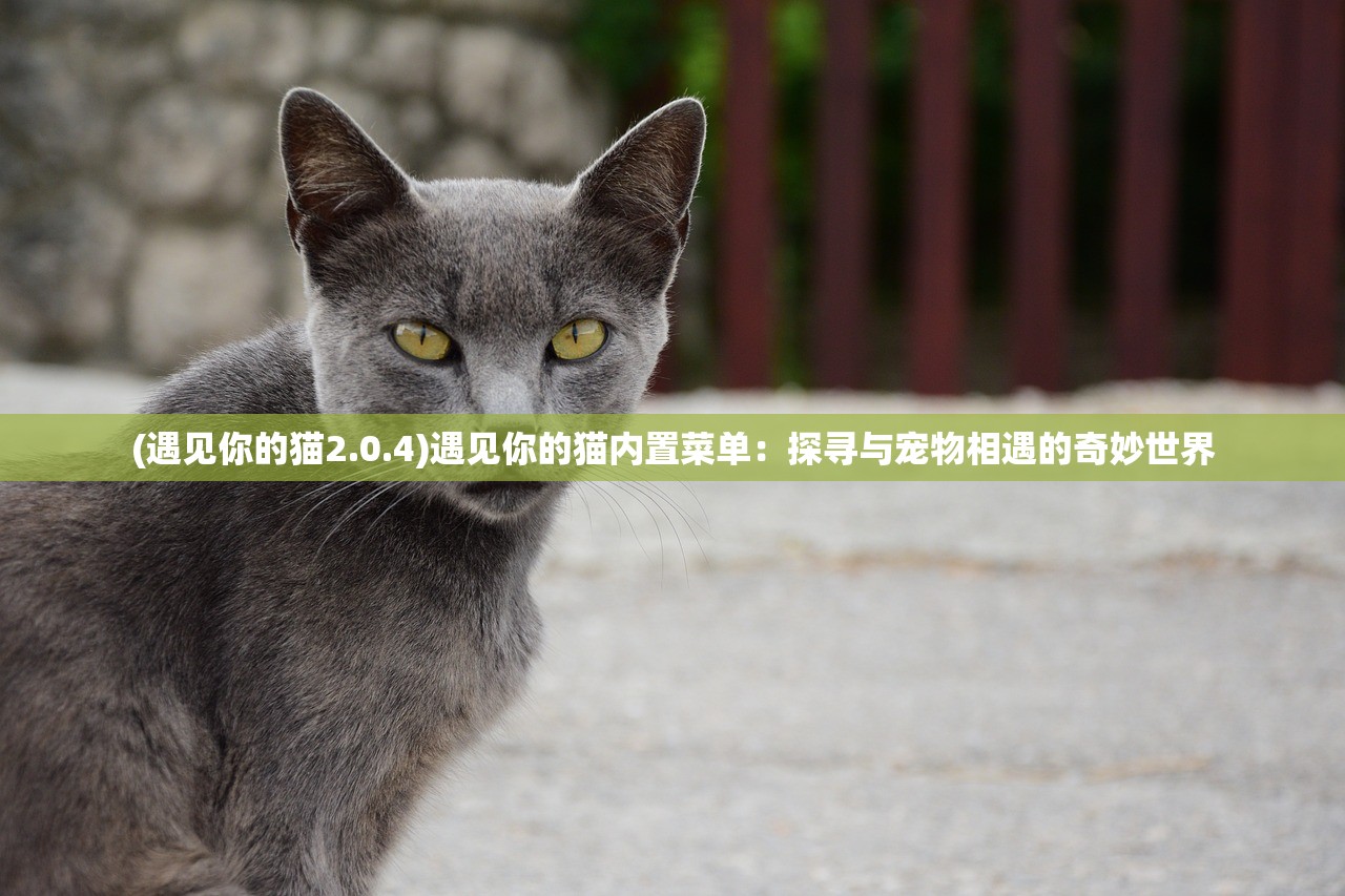 (遇见你的猫2.0.4)遇见你的猫内置菜单：探寻与宠物相遇的奇妙世界