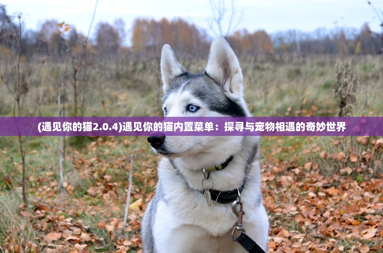(遇见你的猫2.0.4)遇见你的猫内置菜单：探寻与宠物相遇的奇妙世界