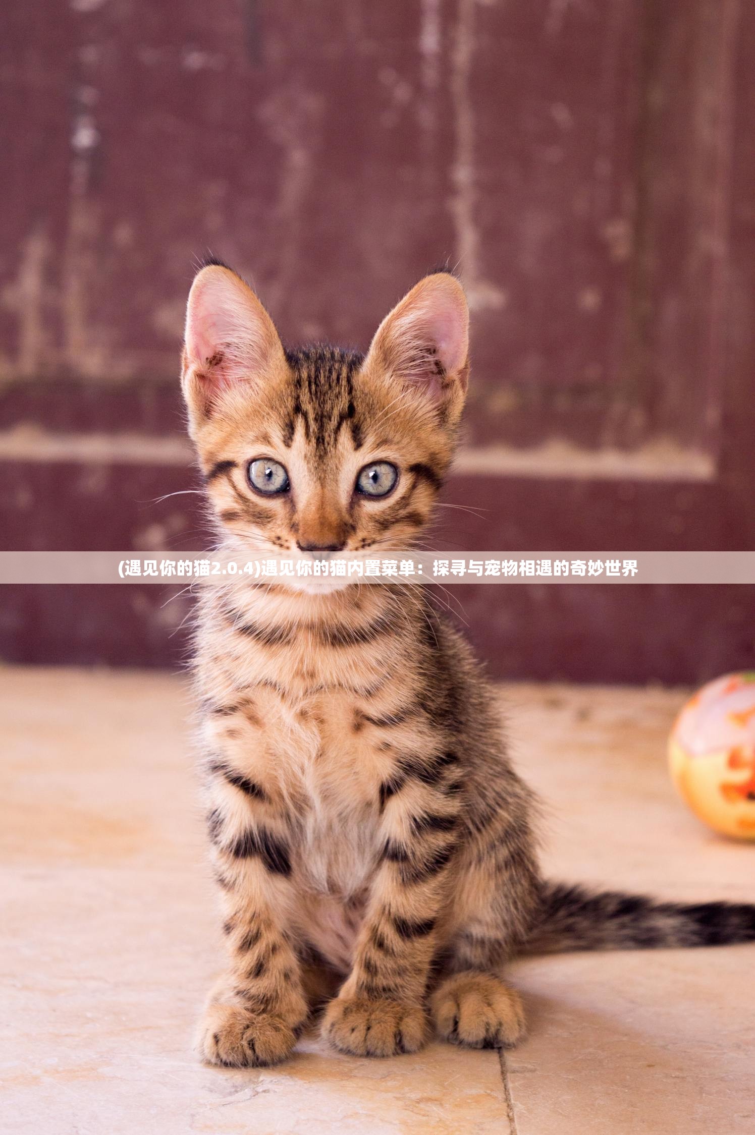 (遇见你的猫2.0.4)遇见你的猫内置菜单：探寻与宠物相遇的奇妙世界