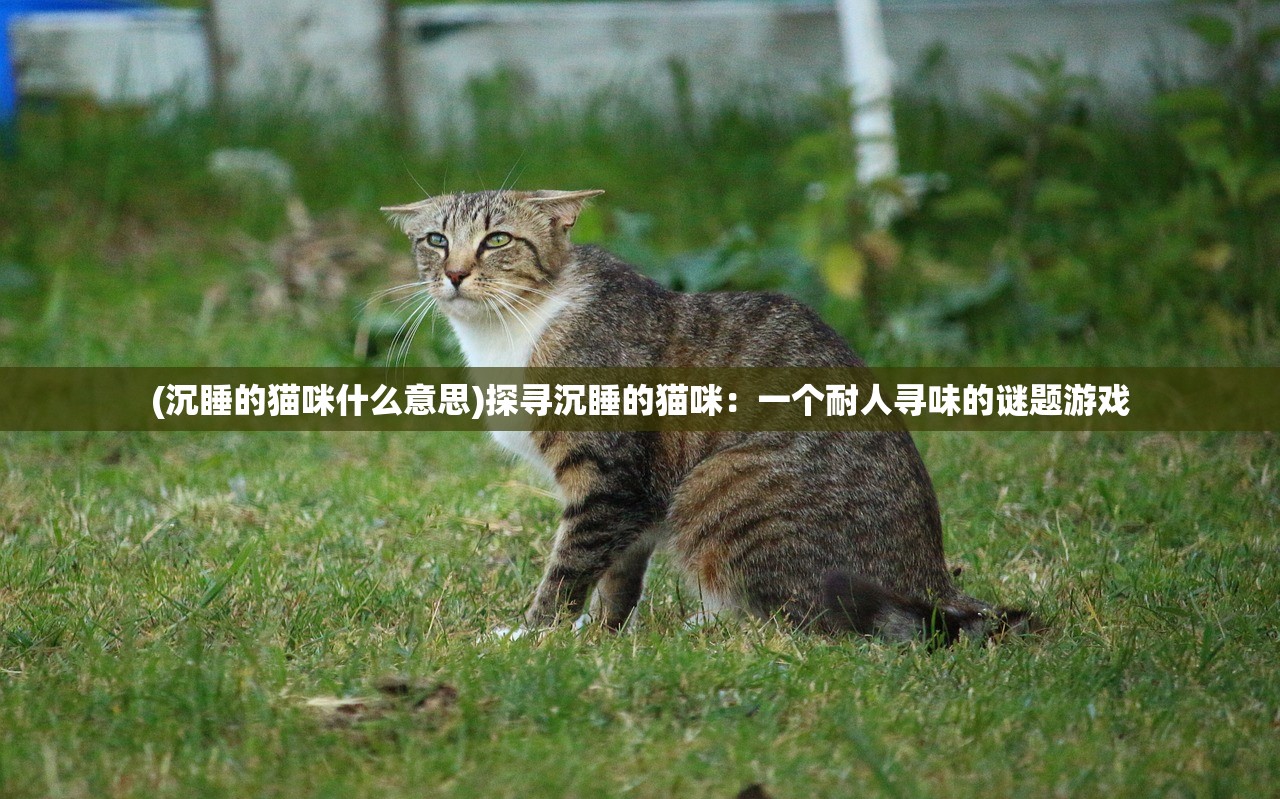 (半盏复古行怎么玩)半盏复古行为何关服？深度解析其背后原因