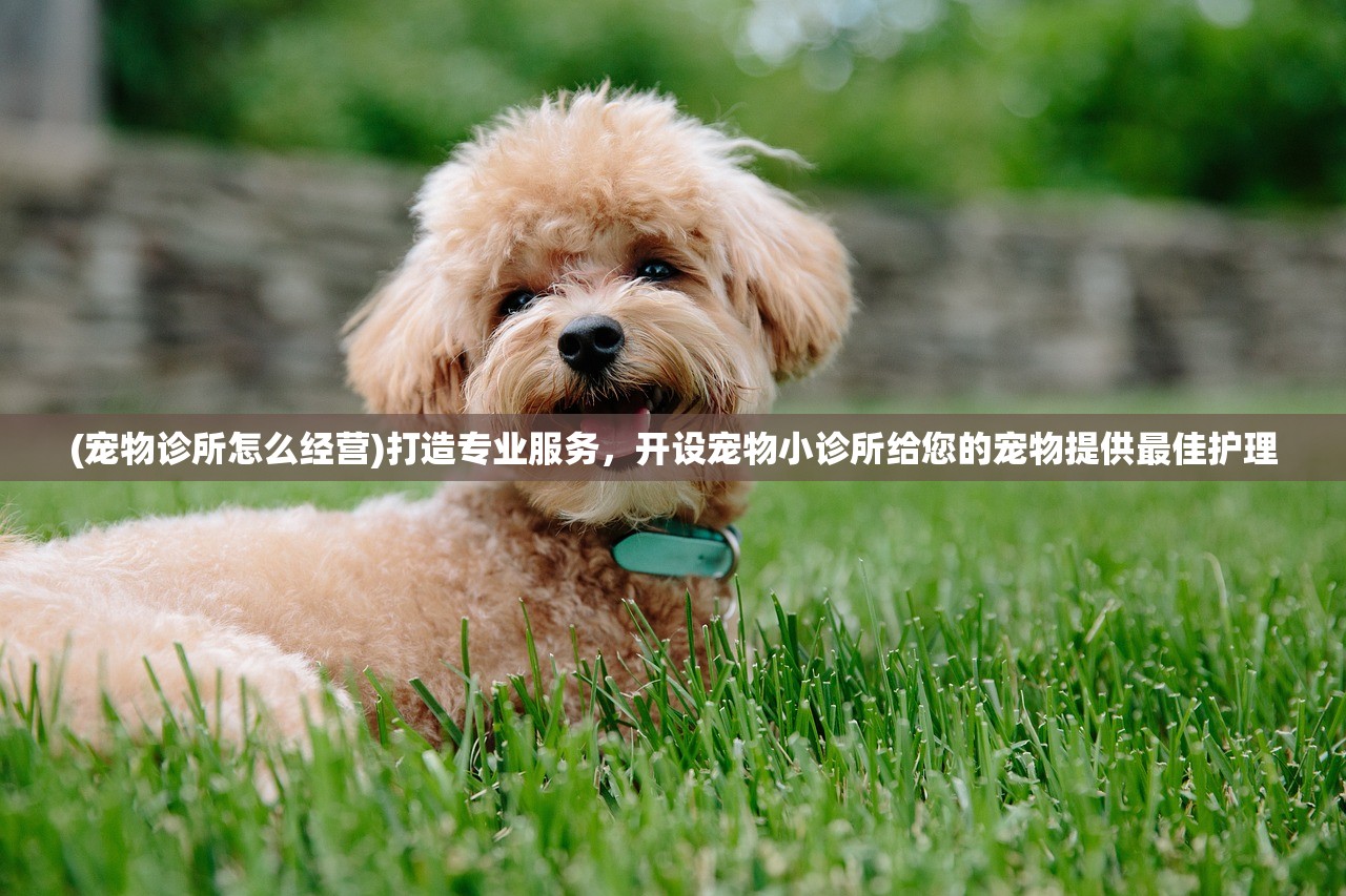 (宠物诊所怎么经营)打造专业服务，开设宠物小诊所给您的宠物提供最佳护理